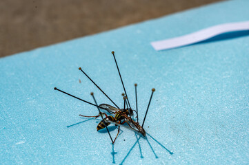 Pinned paper wasp preserved for an entomology collection