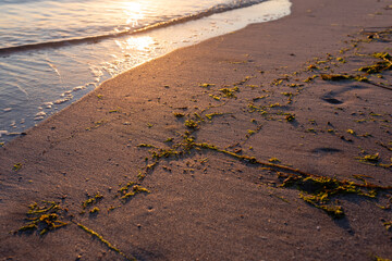 shiny, sandy beach at sunrise golden hour with calm ocean, sunbeam reflection in water and seaweed