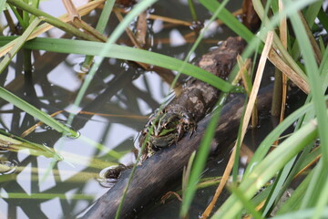 Frog in nature