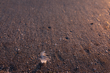 sandy beach at sunrise golden hour with white bird  (seagull's) feather