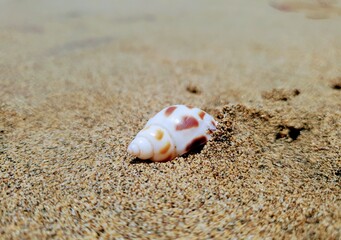 seashell on the beach