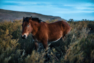 caballo patagonia