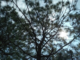 árbol de pino vista al cielo