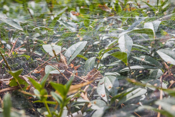 Cobweb on bushes outdoors. Spider web on the bushes in summer