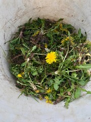 Garden maintenance: Pulling out weeds, especially yellow blooming dandelion removal including their roots during spring time as part of an organic lawn care