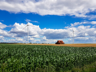 Pole dojrzewającego żyta, kukurydzy, błękitne niebo, dom i wiatraki © FOTOGRAFJD