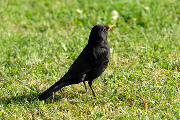 Amsel auf grüner Wiese- Stockfoto