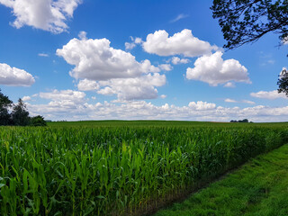 Fototapeta Pole dojrzewającej kukurydzy i błękitne niebo obraz