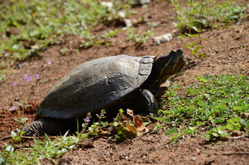Naklejka na ściany i meble Tortoise walking on the grass