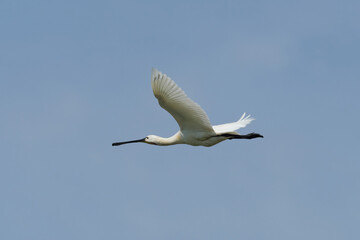 Löffelreiher im Flug vor hellblauem Himmel - Stockfoto
