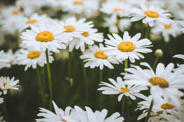 White chamomiles. Wild daisies flowers for natural gardening, springtime and sustainable environment