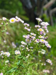 Wild Daisies