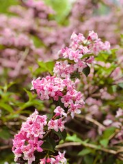Pink and White Flowers