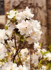 Cherry Tree Blossoms
