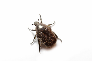 Close-up black bug on white background