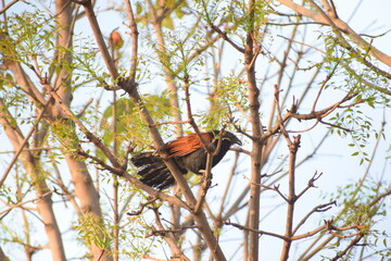 bird on tree