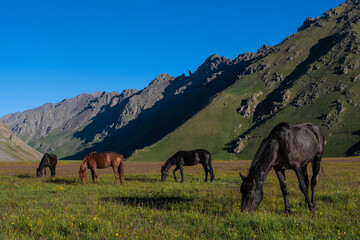 Horses in the Elbrus region