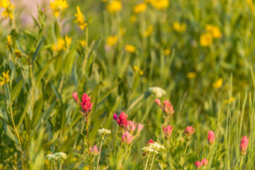 red poppies in the field