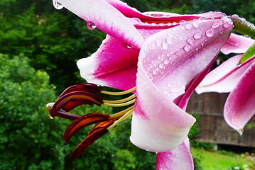 Lilien Blüte © cagala