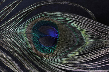 Fototapeta premium Close-up feather bird peacock background