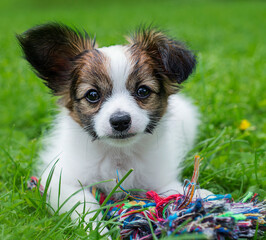 cute papillon puppy in the garden