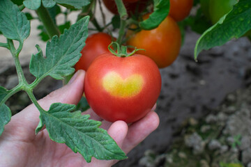 An unusual tomato is lying in the palm of your hand, the picture was taken in a greenhouse