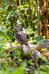 Juveniler Hausperling am Badeplatz