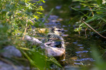 Obraz premium Blaumeise an der Badestelle