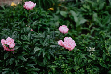 Beautiful pink rosehip bud flower among the leaves. Foliage and flower