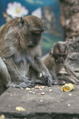 Wild monkeys in Asia near attractions in anticipation of tourists. Feeding the monkeys. Temple of...