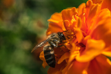 A bee on an orange flower, in the process of collecting nectar, a side view and wings stick out