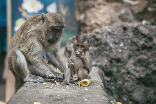 Wild monkeys in Asia near attractions in anticipation of tourists. Feeding the monkeys. Temple of the Monkeys. Monkey eats banana.
Image with selective focus.
