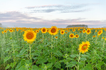 Obraz premium Sunrise over the field of sunflowers, selective focus
