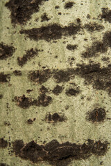 Bark on a tree with fungal growth like the surface of the moon in craters for backgrounds
