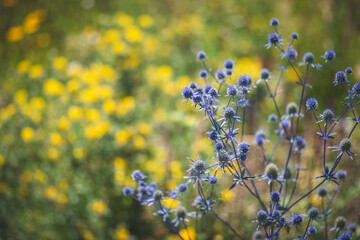Eryngium planum, blue and yellow flowers