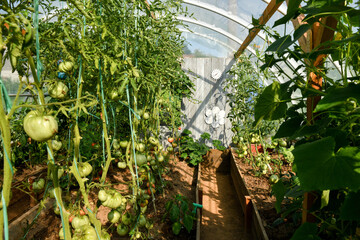 Interior of a greenhouse with tomatoes and other vegetable growing