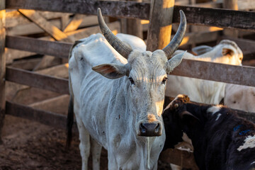 Portrait of an ox confined in the auction stall stable