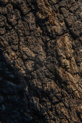 Bark on a tree with fungal growth like the surface of the moon in craters for backgrounds