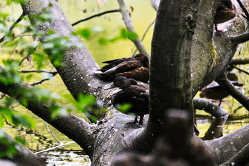 ducks resting on a fallen tree