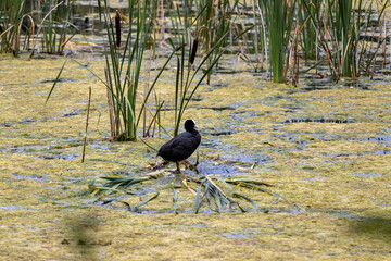 a nesting coot on water covered in algae