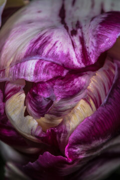 Close-up of Tulip Flowers (Tulipa × gesneriana)