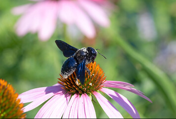 large insect with blue wings collects pollen from a flower