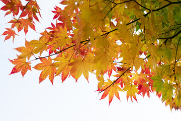 Colorful changing color maple tree leaves against overcast  white sky