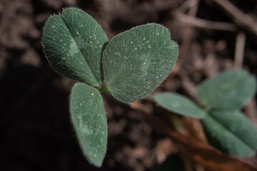 Young succulent and green leaves on a tree sapling sprouting from the ground