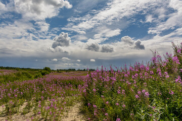 Landscape with blooming Ivan-tea.