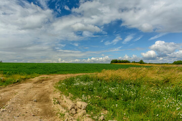 A field planted with oats that serve as fertilizer.