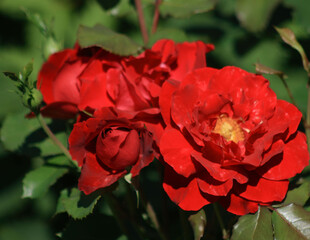 Close up of a scarlet floribunda roses on blurred garden background under sunshine. Selective focus...