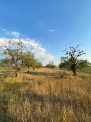 trees in the field