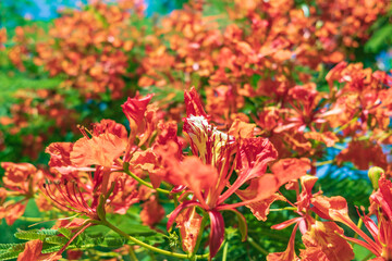Ancient stone torii and beautiful poinciana in the "Sisal Industry Historical Monument", pingtung, Taiwan