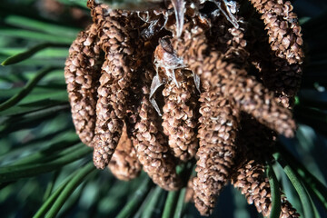 Green young shoots of pine with cones and needles on a blurred background
